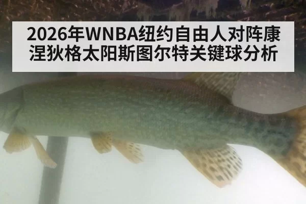 2026年WNBA纽约自由人对阵康涅狄格太阳斯图尔特关键球分析